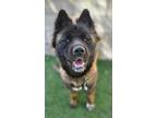 Adopt Scandal a Brown/Chocolate - with White Akita / Chow Chow dog in Sedalia