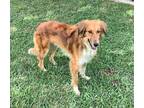Adopt Oliver a Brown/Chocolate - with White Collie / Mixed Breed (Medium) dog in