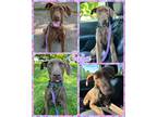 Adopt Sara a Mixed Breed (Medium) / Mixed dog in Williamsville, NY (41567829)