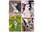 Adopt Grogu a Mixed Breed (Medium) / Mixed dog in Williamsville, NY (41567828)
