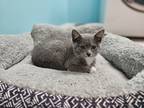 Adopt Tink a Gray or Blue (Mostly) Domestic Shorthair / Mixed (short coat) cat
