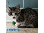 Adopt Theodore a Gray, Blue or Silver Tabby Domestic Shorthair / Mixed (short