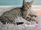 Adopt Eleanor a Gray, Blue or Silver Tabby Domestic Shorthair / Mixed (short