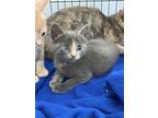 Adopt Cakey a Gray or Blue (Mostly) Domestic Shorthair / Mixed (short coat) cat