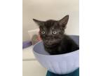 Adopt Mercat a All Black Domestic Shorthair / Mixed (short coat) cat in