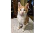 Adopt Gabe a Orange or Red Tabby Domestic Shorthair / Mixed (short coat) cat in