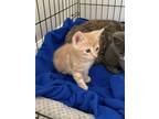 Adopt Pandy Paws a Orange or Red Tabby Domestic Shorthair / Mixed (short coat)