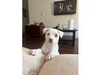 Adopt Butters a White - with Tan, Yellow or Fawn Husky / Mixed Breed (Medium)