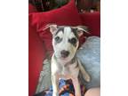 Adopt Jenny a White - with Black Husky / Mixed Breed (Medium) dog in Denver