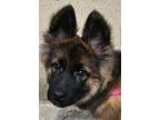 Adopt Daisy a Black - with Brown, Red, Golden, Orange or Chestnut German