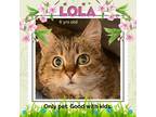 Adopt LOLA a Brown Tabby Domestic Shorthair / Mixed (short coat) cat in