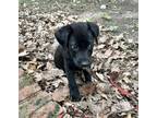 Adopt ASH 10 POUNDS FOSTERED IN NEW JERSEY a Black Labrador Retriever dog in