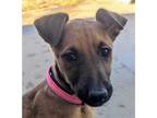Adopt Siva Puppy Pistol - Located in IL a Tan/Yellow/Fawn - with Black Doberman