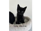 Adopt Colby a Domestic Shorthair (long coat) cat in Calimesa, CA (41568136)