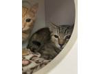Adopt Kaleidoscope a Gray, Blue or Silver Tabby Domestic Shorthair / Mixed