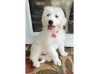 Adopt Stevie Nicks a White Great Pyrenees / Mixed dog in Tulsa, OK (41568133)