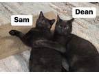 Adopt Dean Winchester a All Black Domestic Shorthair / Mixed (short coat) cat in