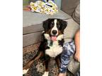 Adopt Liam Chip a Tricolor (Tan/Brown & Black & White) Bernese Mountain Dog /