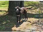 Adopt Ronan a Black Labrador Retriever / Mixed Breed (Medium) dog in Ridgeland