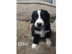 Adopt Odin (White) a Black Shepherd (Unknown Type) / Mixed Breed (Medium) dog in