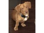 Adopt Mojo a Dachshund dog in Greensboro, NC (41568115)