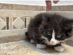 Adopt Stubby a Black & White or Tuxedo Domestic Longhair (long coat) cat in