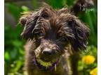 Adopt Lil Dude a Black Mixed Breed (Medium) dog in Mead, WA (41568107)