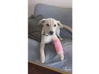 Adopt Zaia a Tan/Yellow/Fawn Labrador Retriever dog in Mead, WA (41568104)