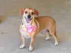 Adopt Annie (Momma) a Tan/Yellow/Fawn Dachshund dog in Brewster, NY (41568178)