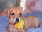 Adopt Lorelei (Annie's Puppies) a Tan/Yellow/Fawn Dachshund / Mixed dog in