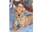 Adopt Luke (Annie's Puppies) a Tan/Yellow/Fawn Dachshund / Mixed dog in