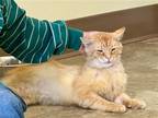 Adopt Manager (FCID# 05/06/2024 - 36 Trainer) a Orange or Red Domestic Shorthair