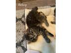 Adopt Bebop a Black (Mostly) Domestic Mediumhair (long coat) cat in Warren