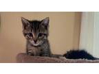 Adopt Jazz a Domestic Shorthair (short coat) cat in Warren, CT (41568143)