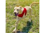 Adopt Halo a Tan/Yellow/Fawn Labrador Retriever dog in Langley, BC (41568101)