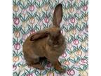 Adopt Nana a Cinnamon Rex (short coat) rabbit in Williston, FL (41568098)