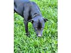 Adopt Bessie a Black Pit Bull Terrier / Labrador Retriever dog in Aurora