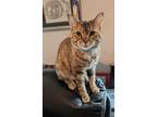 Adopt RC Mindy a Brown Tabby Domestic Shorthair / Mixed (short coat) cat in