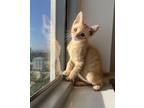 Adopt Garfield a Orange or Red (Mostly) Domestic Shorthair (short coat) cat in