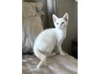 Adopt Odie a White (Mostly) Siamese / Mixed (short coat) cat in Fort Lauderdale