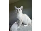 Adopt Coconut a Domestic Shorthair (short coat) cat in Greensboro, NC (41568067)