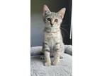 Adopt Pear a Brown Tabby Domestic Shorthair / Mixed (short coat) cat in