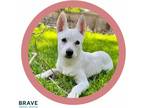 Adopt Vanilla Bean a White Mixed Breed (Medium) dog in LINCOLN, NE (41568057)