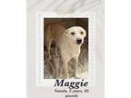 Adopt Maggie a White Labrador Retriever / Shepherd (Unknown Type) dog in