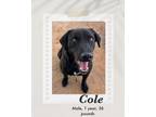 Adopt Cole a Black - with White Labrador Retriever dog in Lukeville