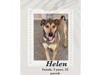 Adopt Helen a Brown/Chocolate - with Black Black Mouth Cur / Mountain Cur dog in