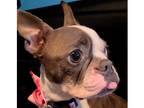 Adopt Lucy Strudel 4053NC a Brown/Chocolate - with White Boston Terrier / Mixed