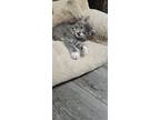 Adopt Merlina a Gray or Blue (Mostly) Domestic Mediumhair cat in Youngsville