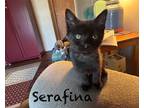 Adopt Serafina a All Black Domestic Shorthair (short coat) cat in Grand Rapids