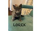 Adopt Lorek a Domestic Shorthair (short coat) cat in Grand Rapids, MI (41568089)